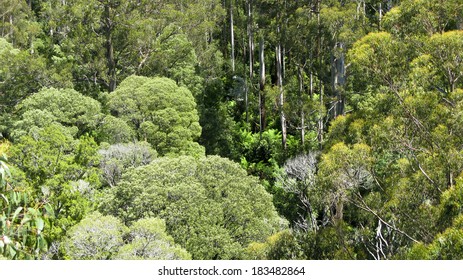 Australian Rain Forest Seen From Above