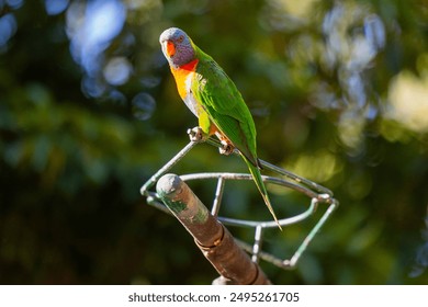 Australian Rainbow Lorikeets during their daily feeding time in Queensland, Australia - Powered by Shutterstock