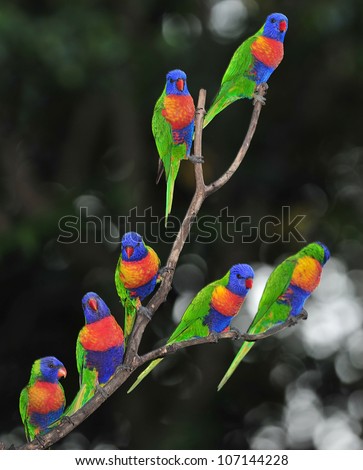Australian rainbow lorikeets gathered on tree , byron bay, australia. group flock colorful parrots exotic birds in vibrant lush jungle tropical setting
