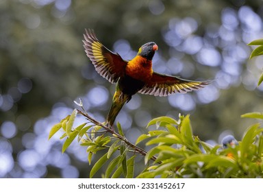 Australian Rainbow Lorikeets perched in a tree in native natural habitat   - Powered by Shutterstock