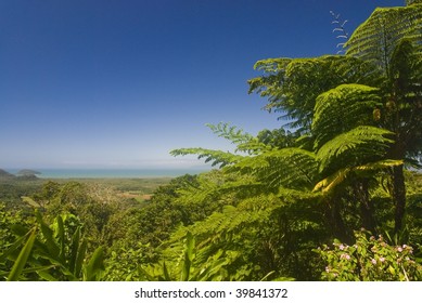 Australian Rainforest