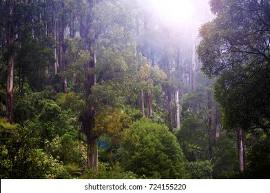 Australian Rainforest