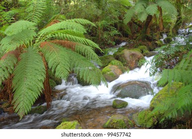 Australian Rainforest Stream