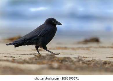 73 Crows flying australia Images, Stock Photos & Vectors | Shutterstock