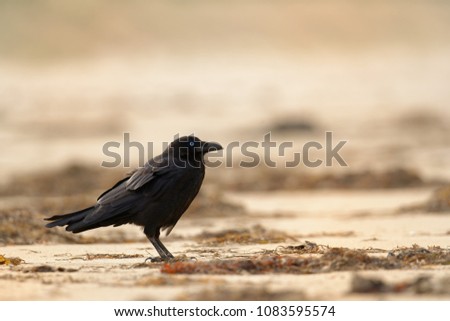 The Australian raven (Corvus coronoides) is a passerine bird in the genus Corvus native to much of southern and northeastern Australia.