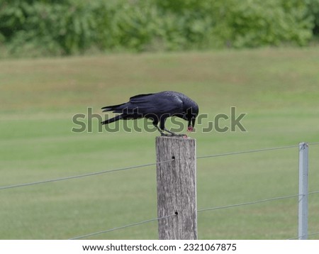 Australian Raven or Crow (Corvus coronoides) perched on a fence post feeding on a pink flower at Maitland New South Wales Australia
