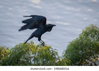 Australian Raven In Flight Over The Woronora River.