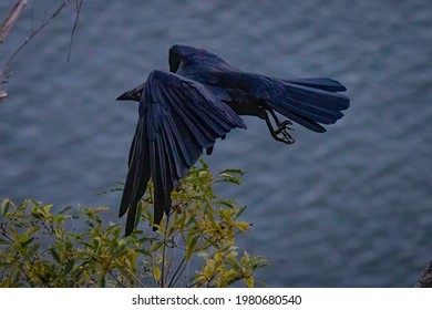 Australian Raven Flying Over The Woronora River