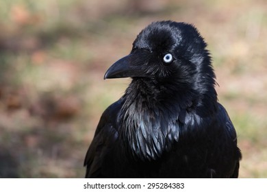 Australian Raven Portrait