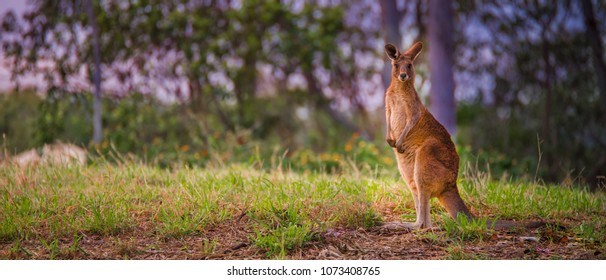 Australian Red kangaroo