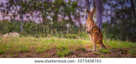 Australian Red kangaroo