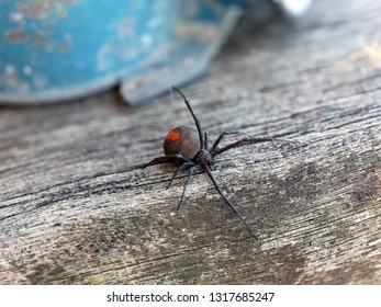 Australian Redback Spider