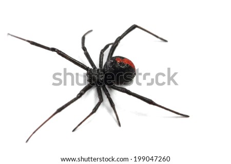 Australian redback spider on a white background