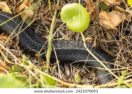 Australian Red-bellied Black Snake slithering through grass