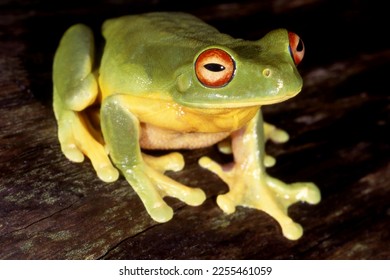 Australian Red-eyed Tree Frog resting on log - Powered by Shutterstock