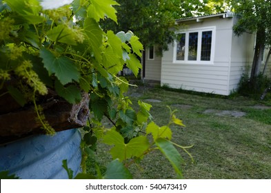 Australian Residential Backyard With Granny Flat