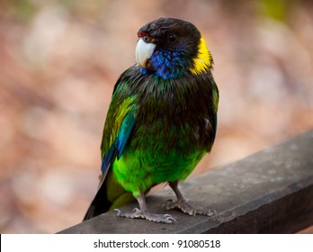 Australian Ringneck Twenty Eight Parrot. Barnardius zonarius semitorquatus