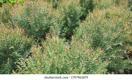 Australian Rose Apple Plant Farm