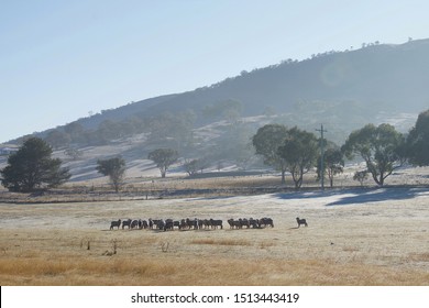 Australian Rural Farm With Sheep