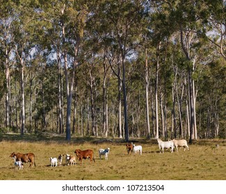 Australian Rural Scene Gum Trees And Beef Cattle Cows