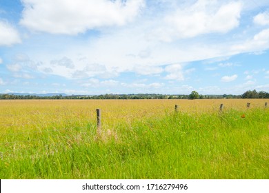 Australian Rural View Across Wide Grassy Field Near Distant Horizon.