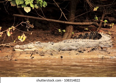 Australian Saltwater Crocodile