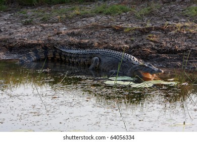 Australian Saltwater Crocodile