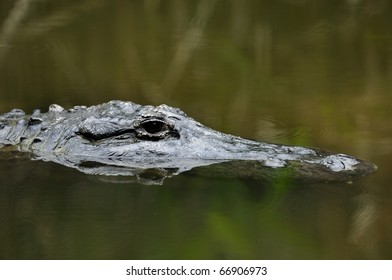 Australian Saltwater Crocodile