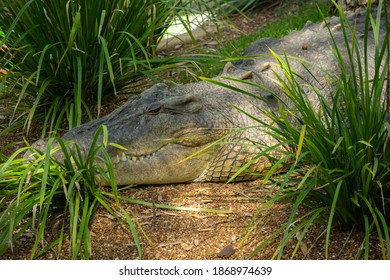 Australian Saltwater Crocodile (Crocodylus Porosus)