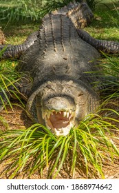 Australian Saltwater Crocodile (Crocodylus Porosus)