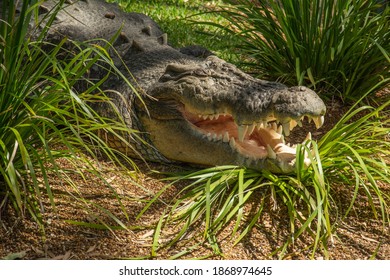 Australian Saltwater Crocodile (Crocodylus Porosus)