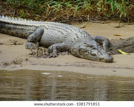 australian saltwater crocodile at daintree river, queensland