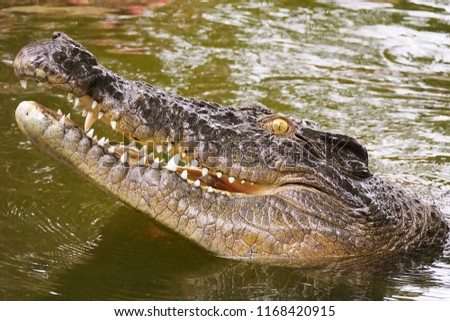 Australian saltwater crocodile head in North Queensland