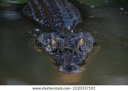 Australian Saltwater crocodile lurking in the shadows of a billabong