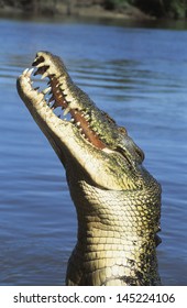 Australian Saltwater Crocodile In River