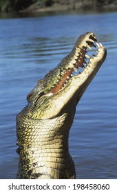 Australian Saltwater Crocodile In River