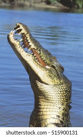 Australian Saltwater Crocodile In River