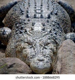 Australian Saltwater Crocodile In Sydney