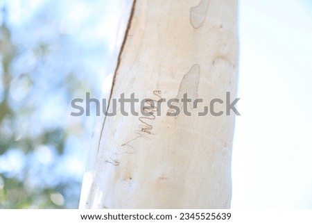 Australian scribbly gum tree pattern