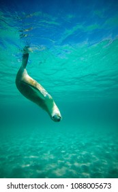 Australian Sea Lion