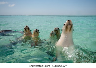 Australian Sea Lion