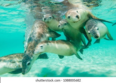 Australian Sea Lion