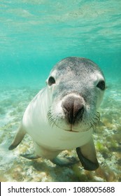 Australian Sea Lion