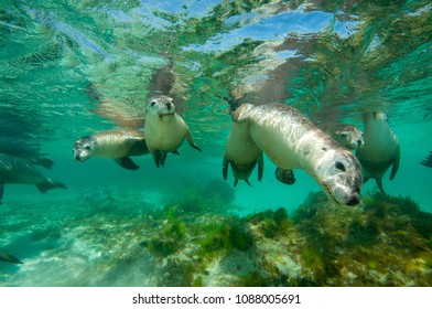 Australian Sea Lion