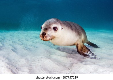 Australian Sea Lion