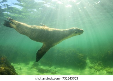 Australian Sea Lion