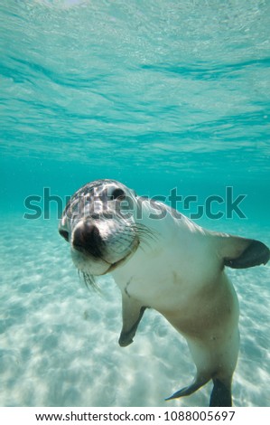 Australian Sea Lion