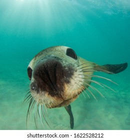 Australian Sea Lion Close Up 