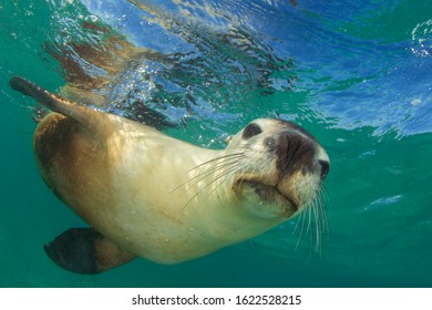 Australian Sea Lion Close Up 