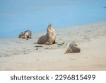 Australian sea lion (Neophoca cinerea) colony, the only endemic pinniped in Australia. Seal Bay Conservation Park, Kangaroo Island, South Australia